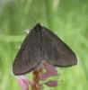 Odezia atrata